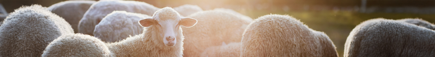 Ovini e caprini